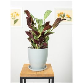 Ctenanthe 'Amagris'