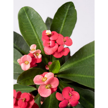 Euphorbia milii