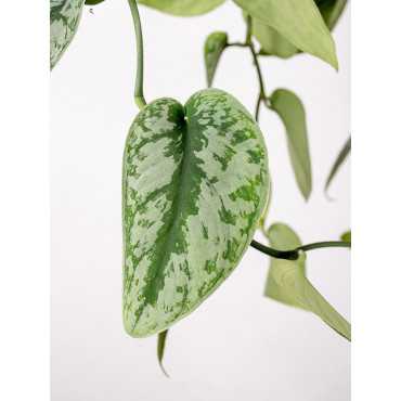 Scindapsus 'Trebie' | Wiszący