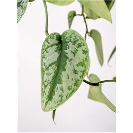 Scindapsus 'Trebie' | Wiszący