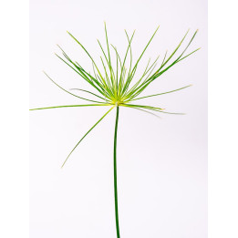 Cyperus haspan | Papirus