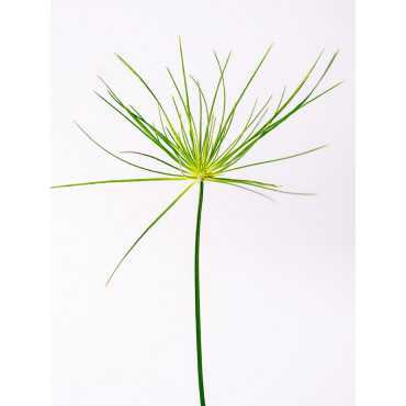 Cyperus haspan | Papirus