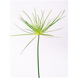 Cyperus haspan | Papirus