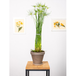 Cyperus haspan | Papirus