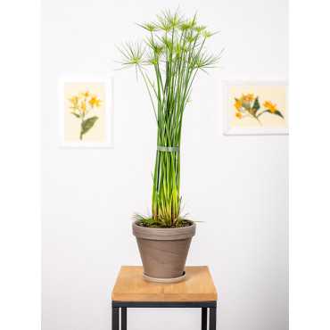 Cyperus haspan | Papirus