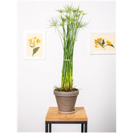 Cyperus haspan | Papirus