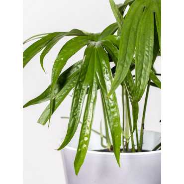 Amydrium zippelianum