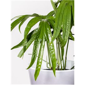 Amydrium zippelianum