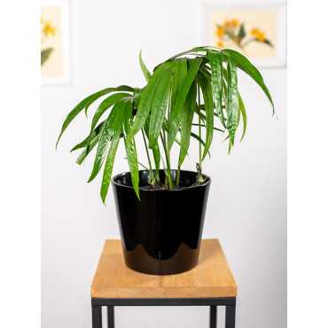 Amydrium zippelianum