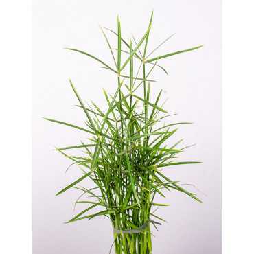 Papirus 'Jela'