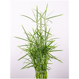 Papirus 'Jela'