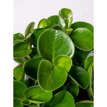 Peperomia 'Green Gold'