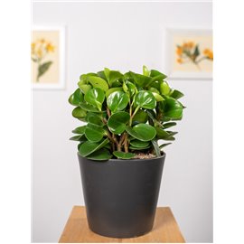 Peperomia 'Green Gold'