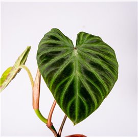 Filodendron verrucosum