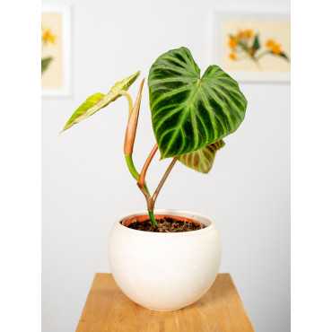 Filodendron verrucosum