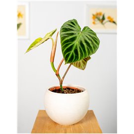 Filodendron verrucosum