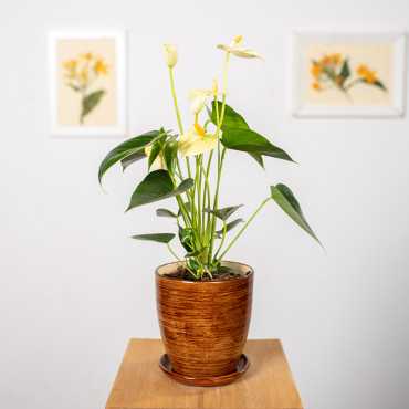 Anturium 'Yellow Champion'