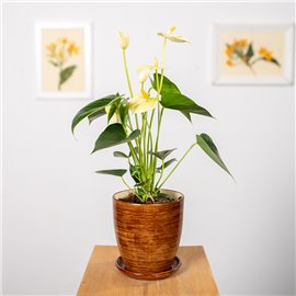 Anturium 'Yellow Champion'