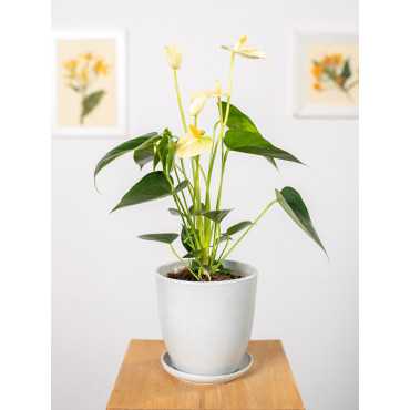 Anturium 'Yellow Champion'
