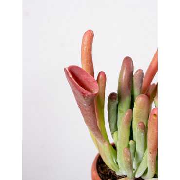 Kalanchoe oricula