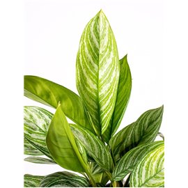 Aglaonema 'Yellow Stripes'