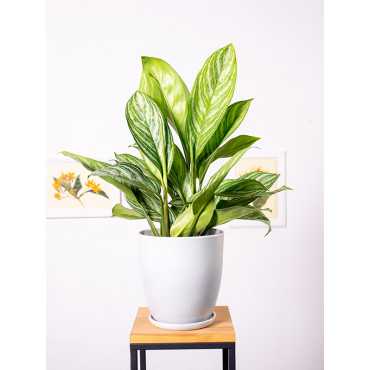 Aglaonema 'Yellow Stripes'