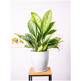 Aglaonema 'Yellow Stripes'