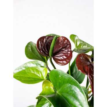 Anturium 'Chocolate Love'