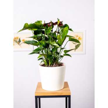 Anturium 'Chocolate Love'