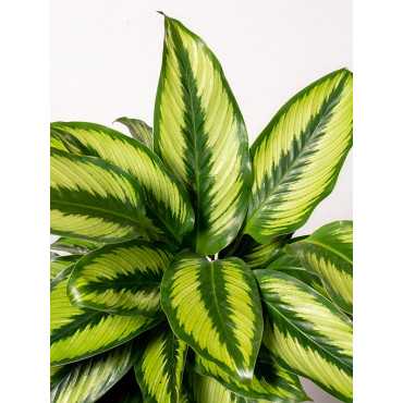 Kalatea 'Pinstripe'