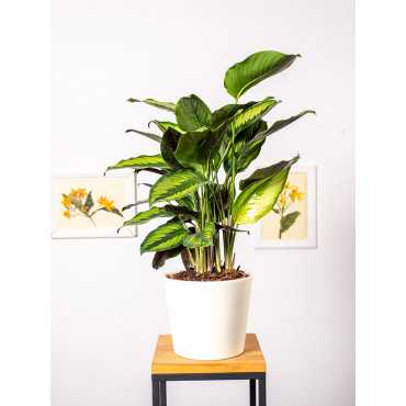 Kalatea 'Pinstripe'
