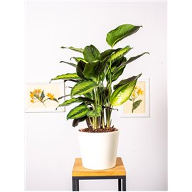 Kalatea 'Pinstripe'