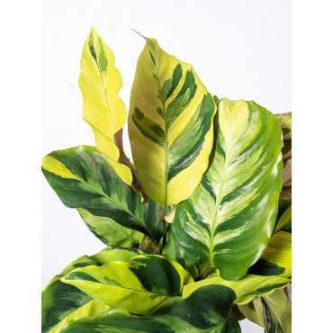 Kalatea 'Fusion Yellow'