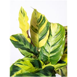 Kalatea 'Fusion Yellow'