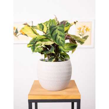 Kalatea 'Fusion Yellow'