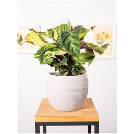 Kalatea 'Fusion Yellow'