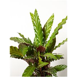 Kalatea falistolistna