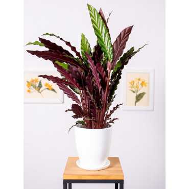 Kalatea falistolistna