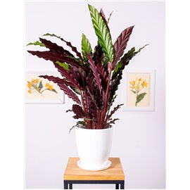 Kalatea falistolistna