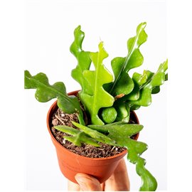 Kaktus zygzak Epifyllum