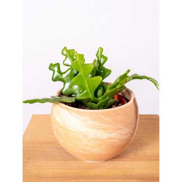 Kaktus zygzak Epifyllum