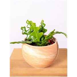 Kaktus zygzak Epifyllum