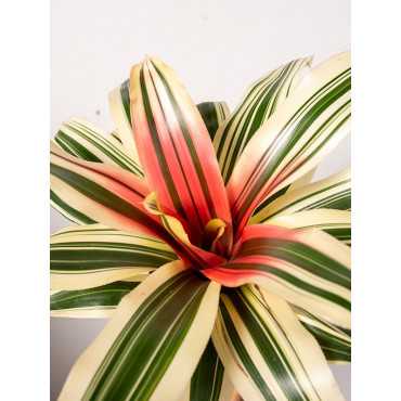 Neoregelia