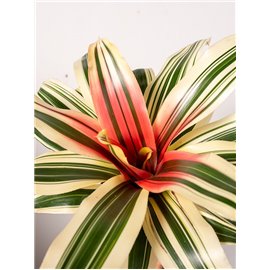 Neoregelia