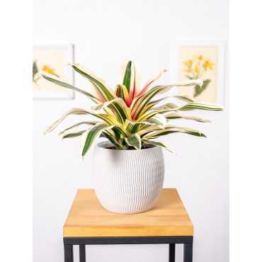 Neoregelia