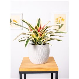 Neoregelia