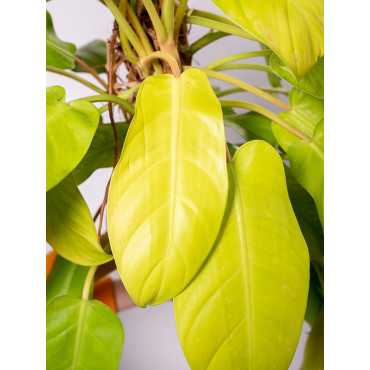 Filodendron 'Malay Gold' | Na pniu