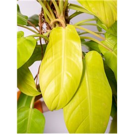 Filodendron 'Malay Gold' | Na pniu