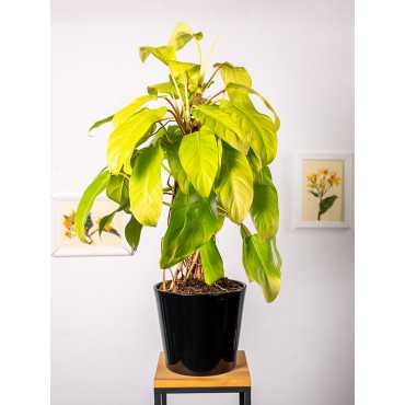 Filodendron 'Malay Gold' | Na pniu