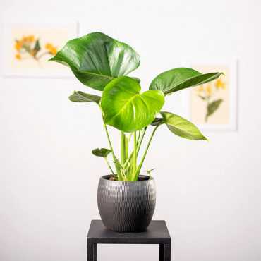 Monstera Dziurawa | Mała